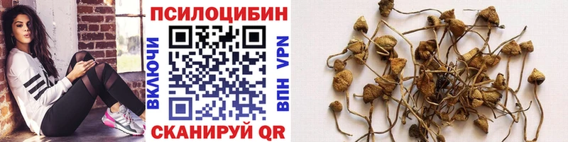 Псилоцибиновые грибы Magic Shrooms  где найти   мега ТОР  Дивногорск 